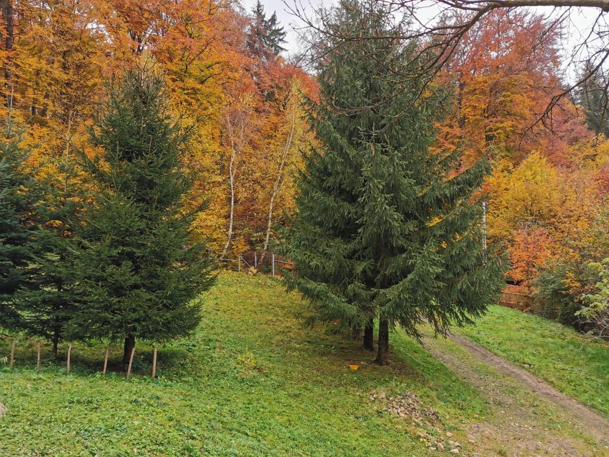 Soho Lodge Rasnov Dış mekan fotoğraf