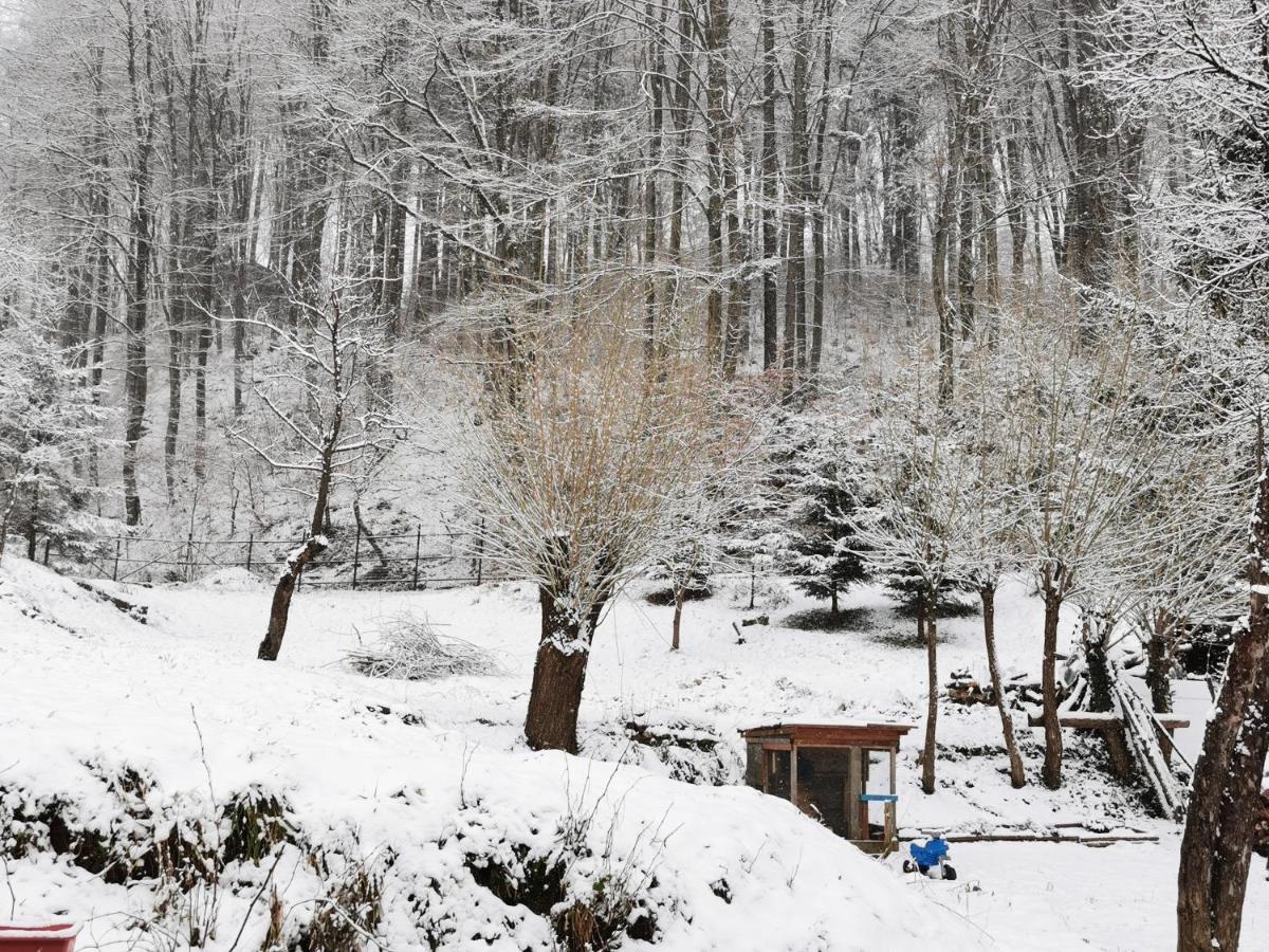 Soho Lodge Rasnov Dış mekan fotoğraf