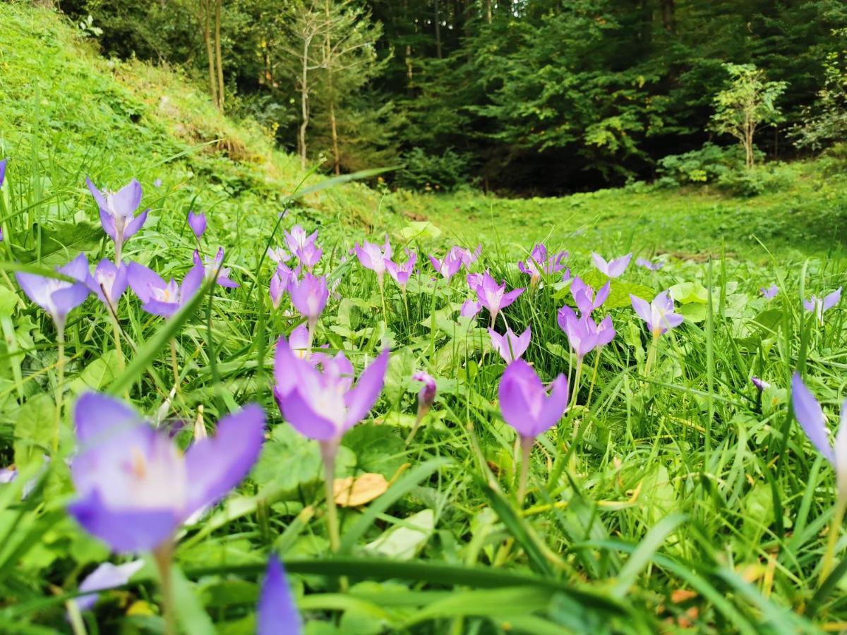 Soho Lodge Rasnov Dış mekan fotoğraf